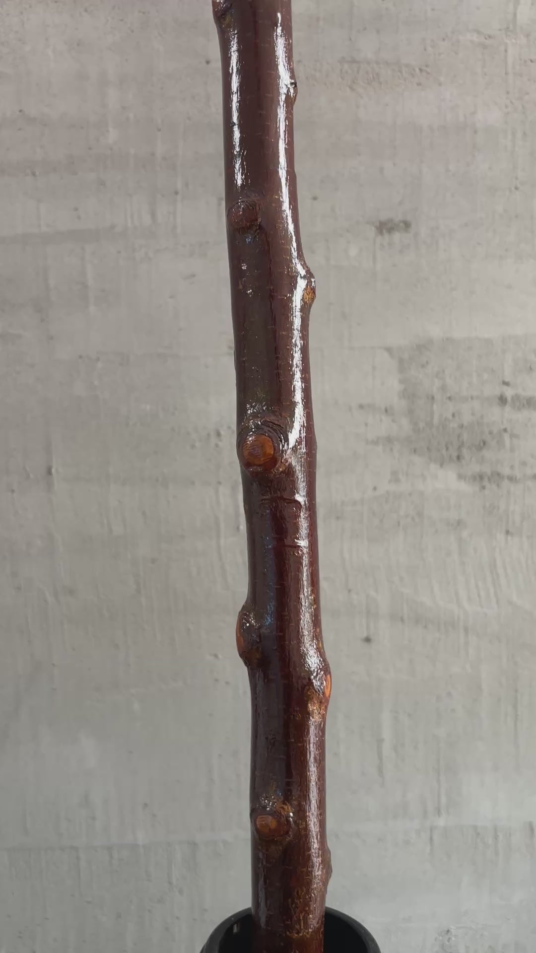 Blackthorn Shillelagh