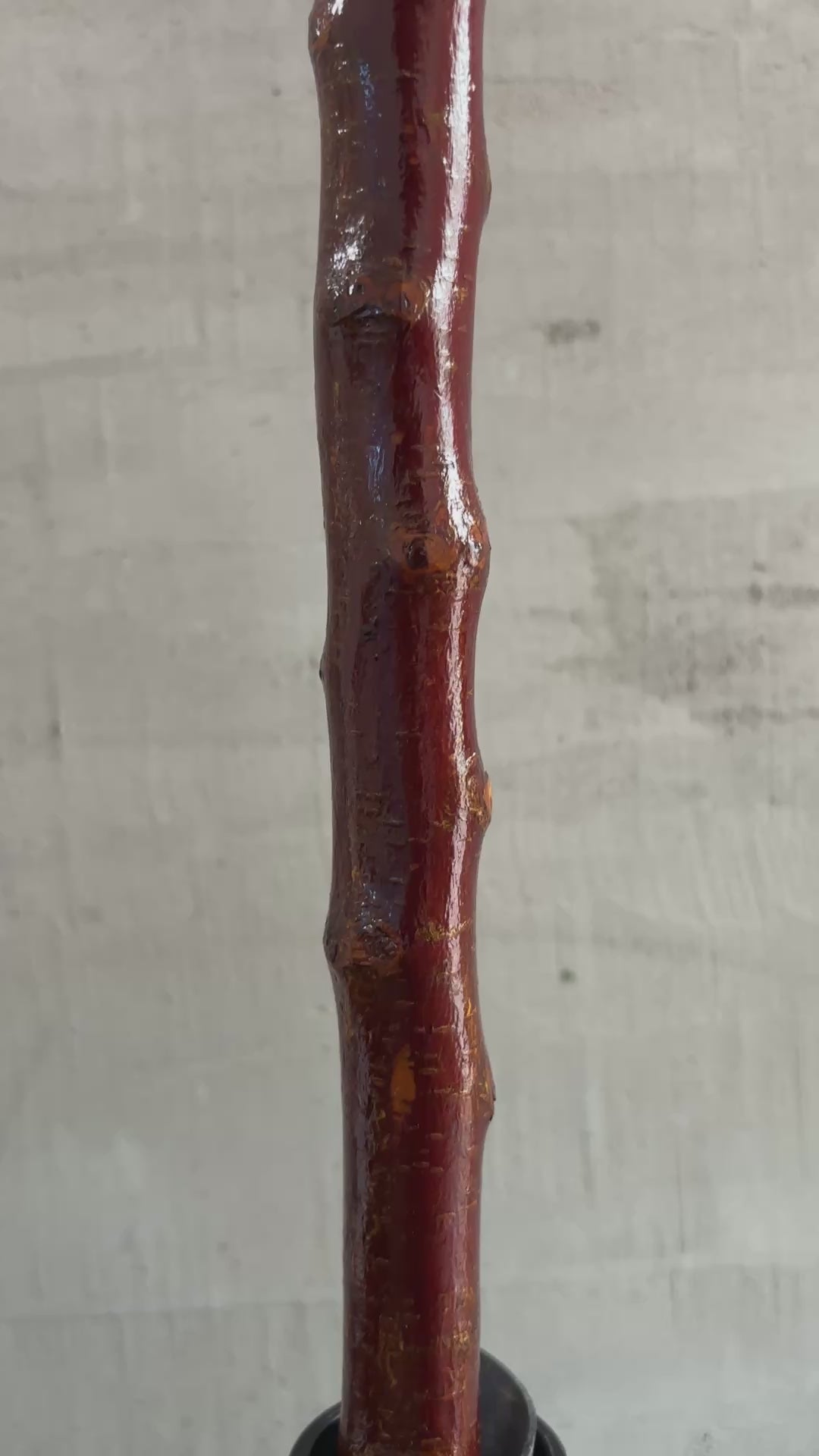 Blackthorn Walking Stick